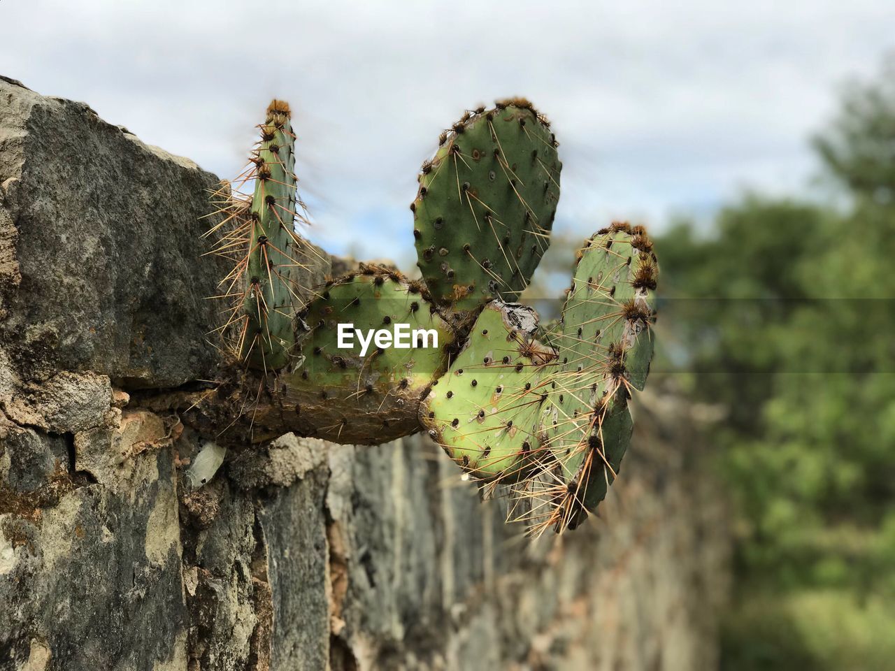 CLOSE-UP OF PRICKLY PEAR CACTUS IN PARK