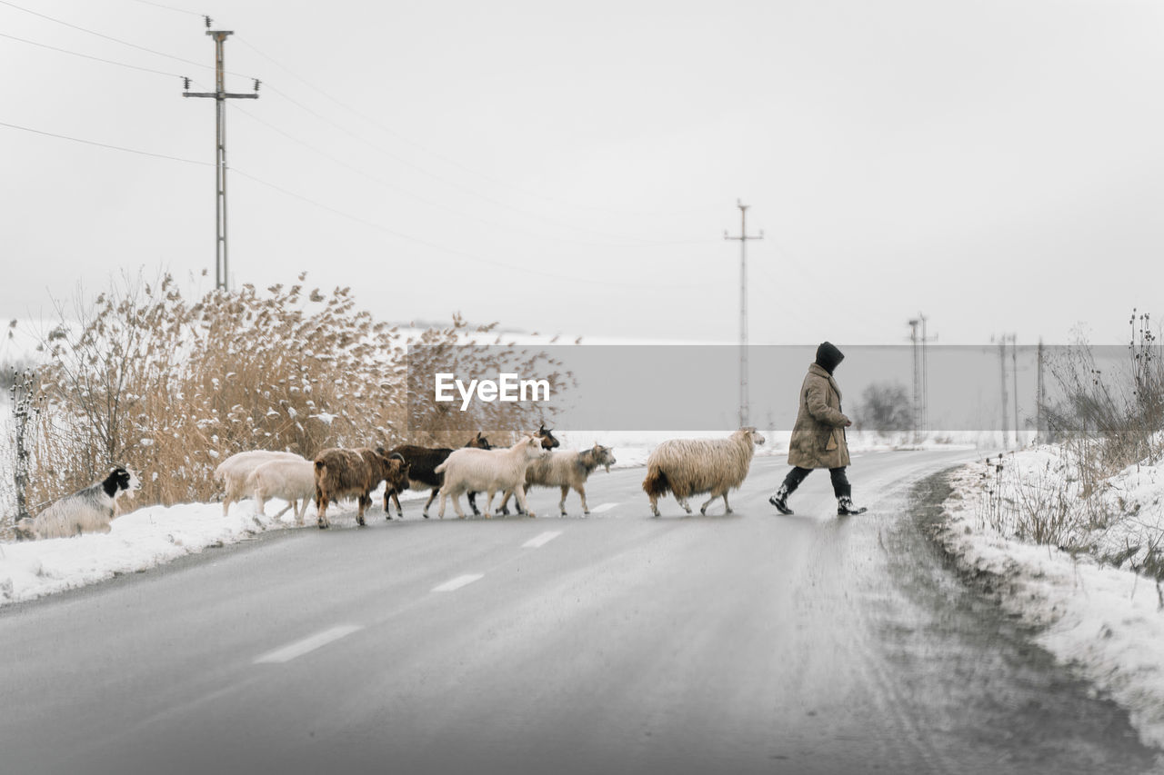 Shephard and sheep walking on snow covered road during winter