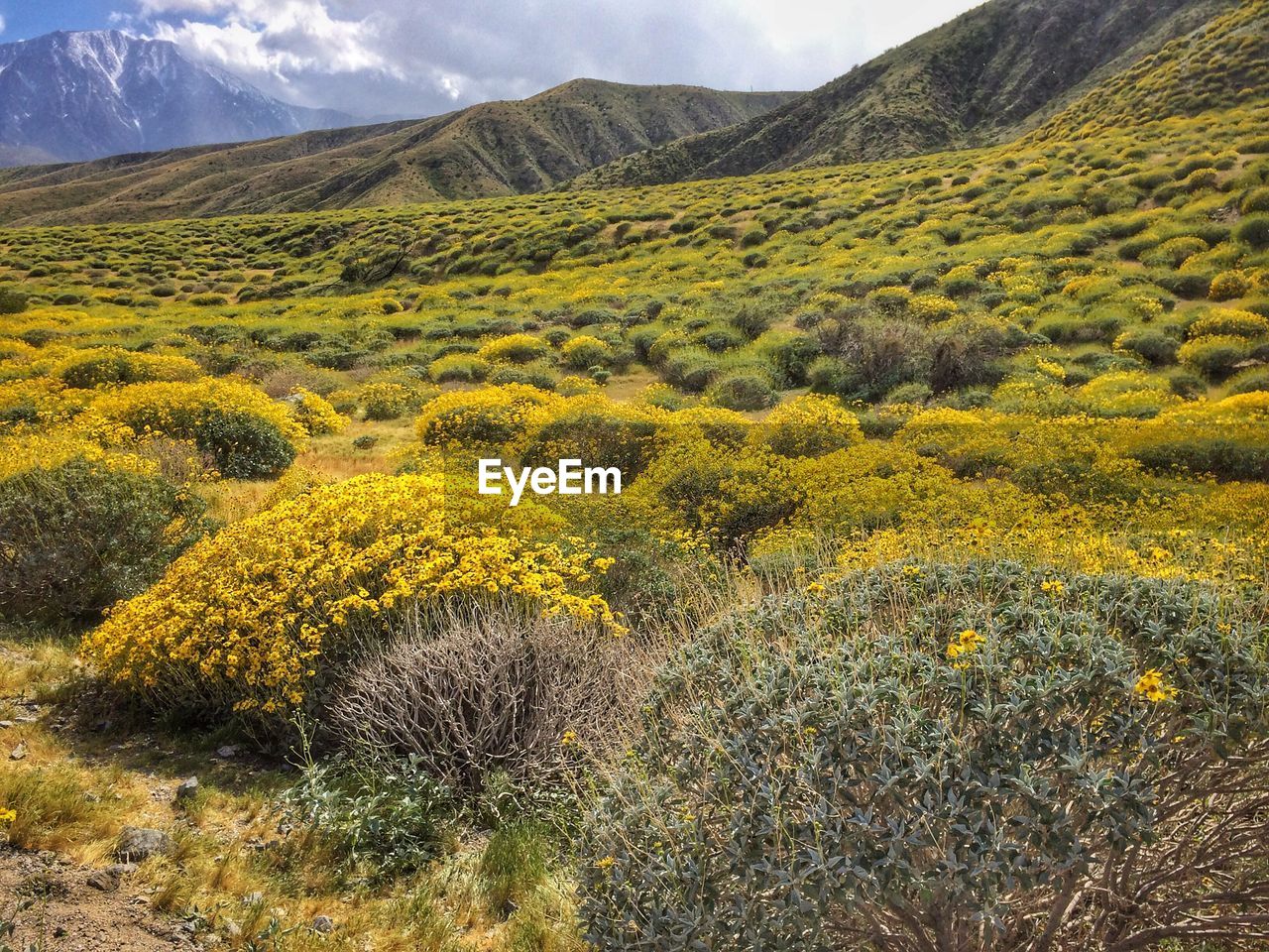 Scenic view of yellow mountains against sky