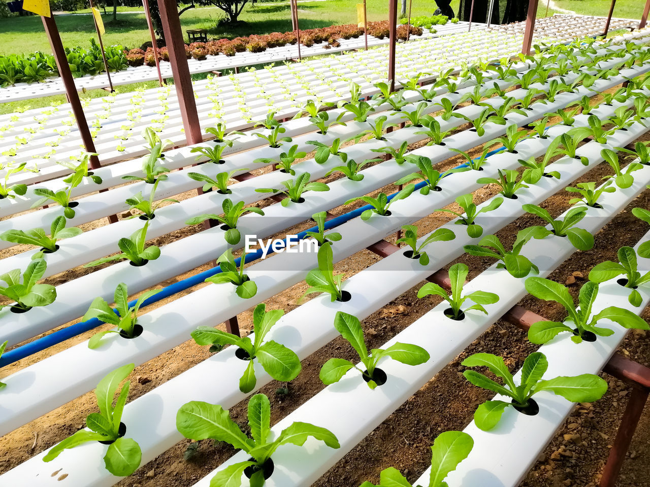 HIGH ANGLE VIEW OF PLANTS IN GREENHOUSE