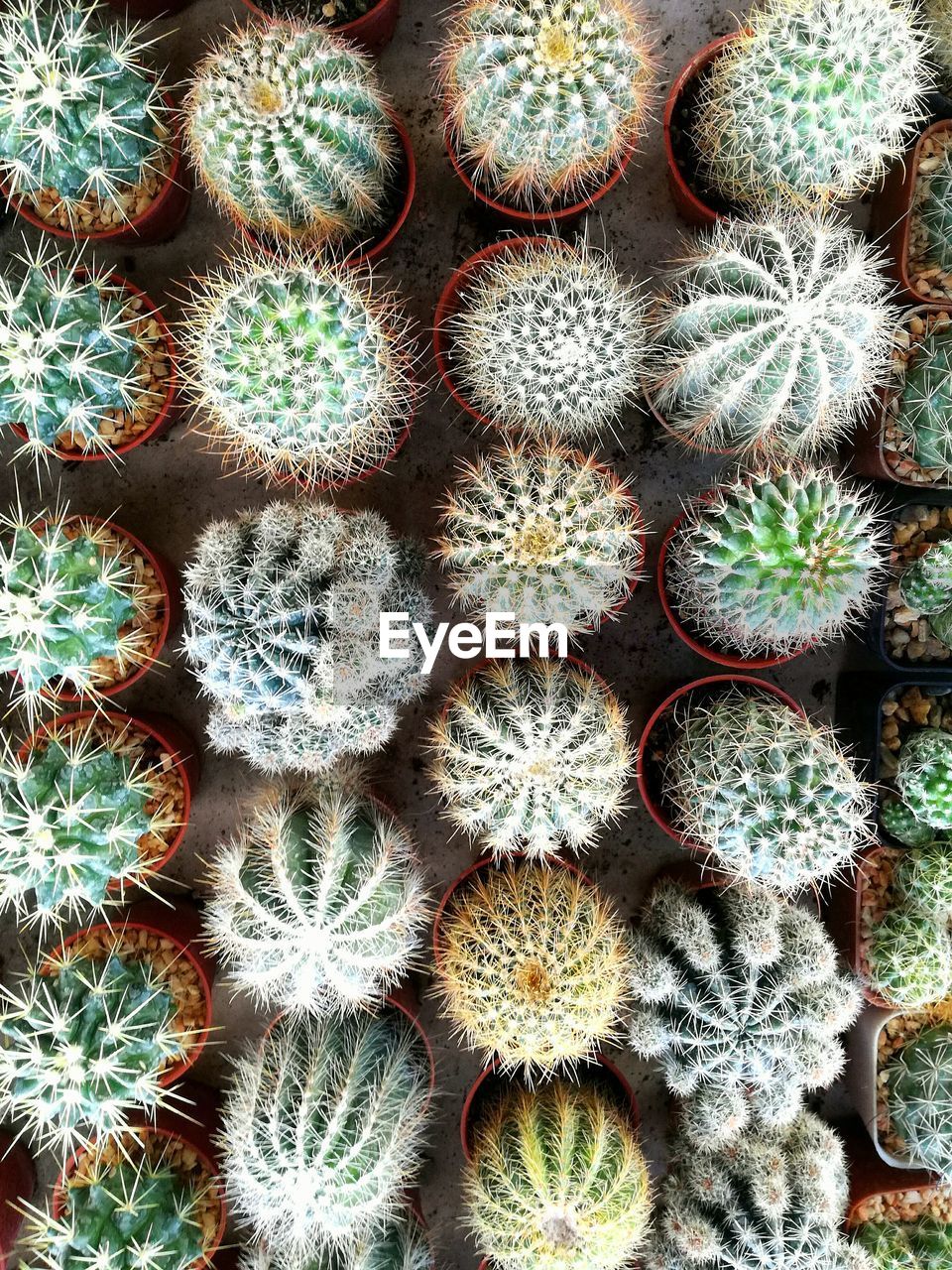 HIGH ANGLE VIEW OF SUCCULENT PLANTS