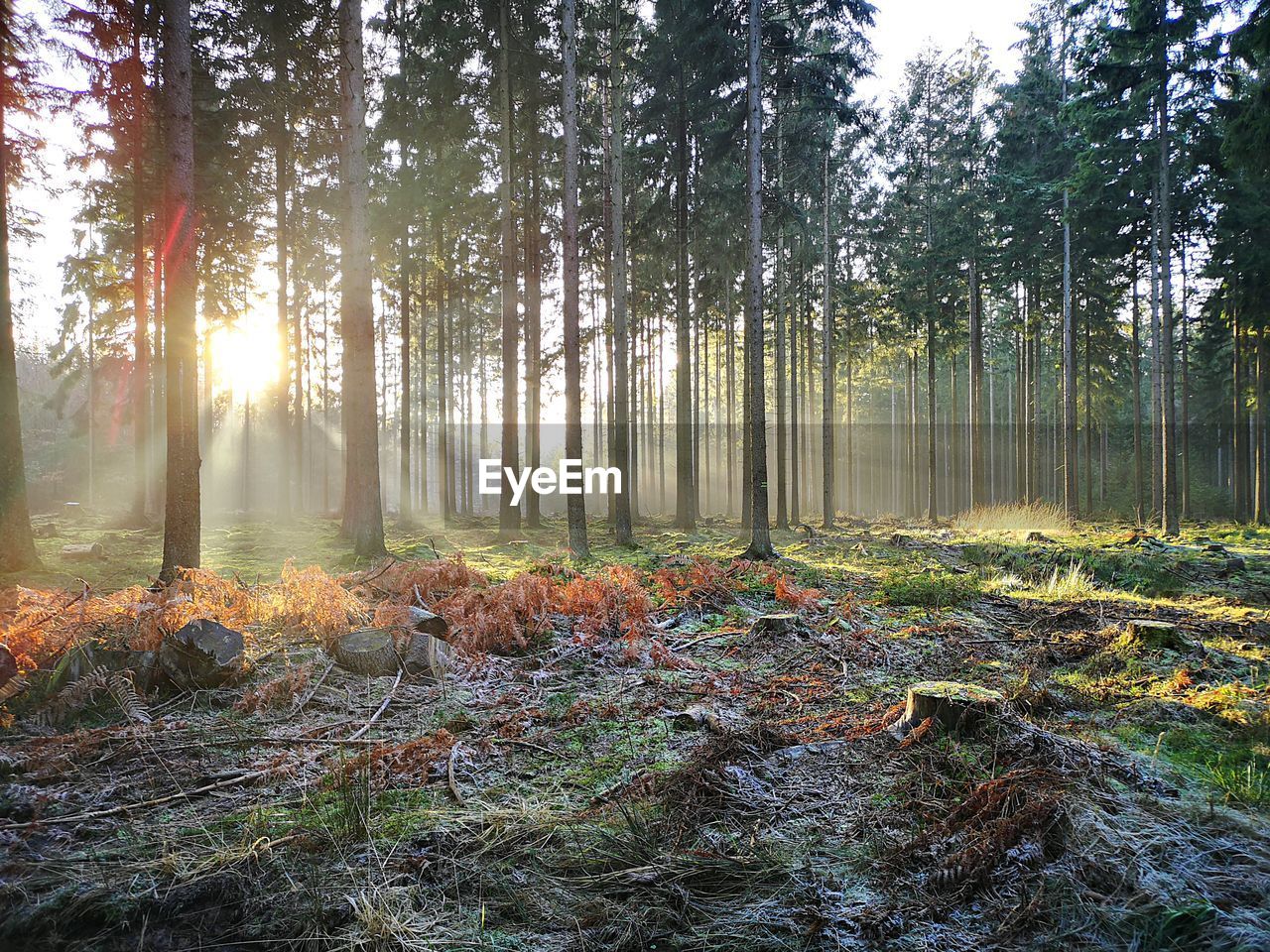 Sunlight streaming through trees in forest