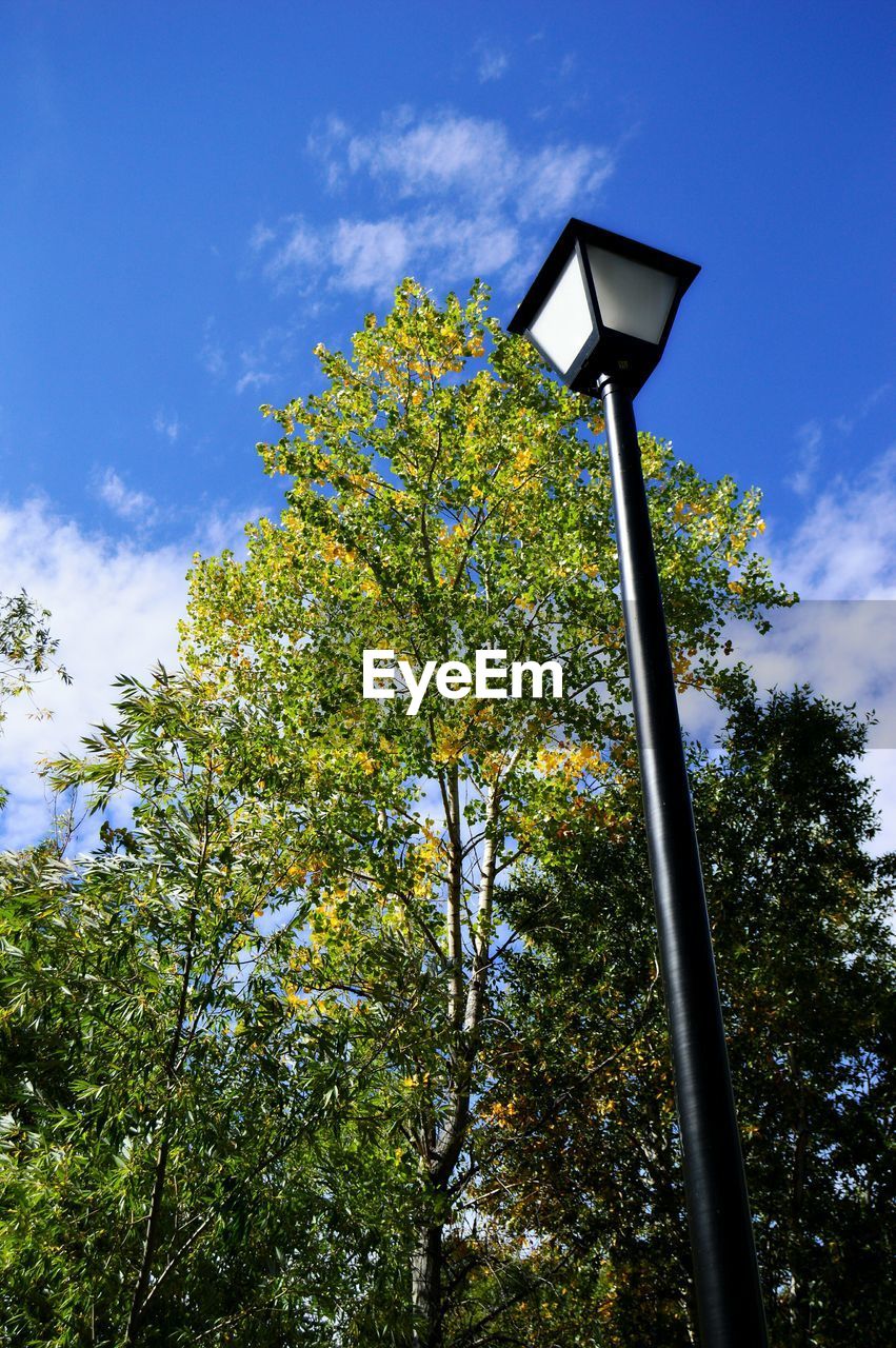 LOW ANGLE VIEW OF TREE AGAINST SKY