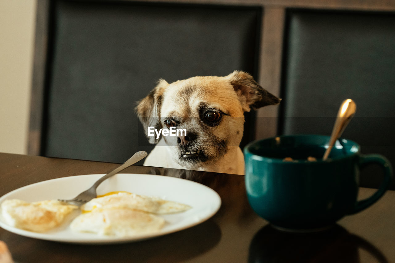 Cute dog looking at food in plate on table