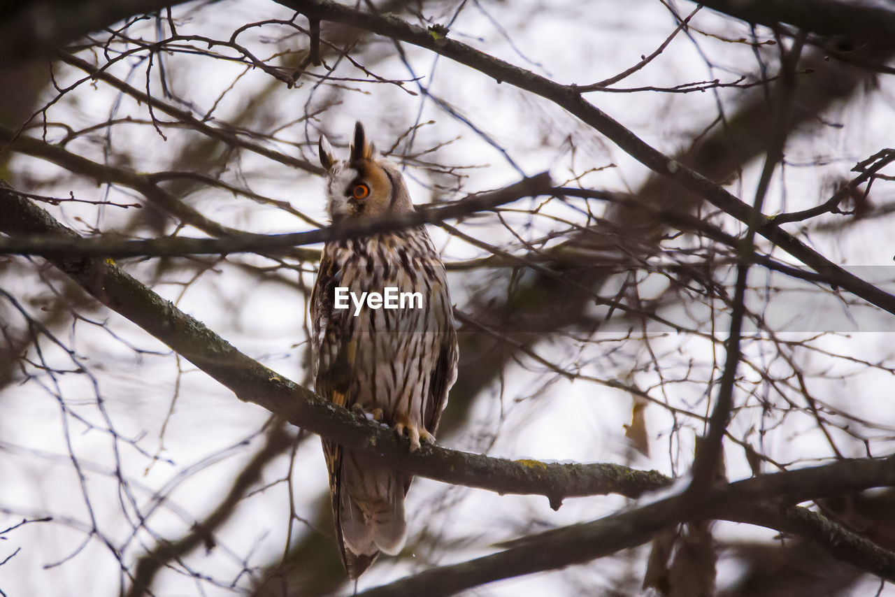 LOW ANGLE VIEW OF A BIRD PERCHING ON BRANCH