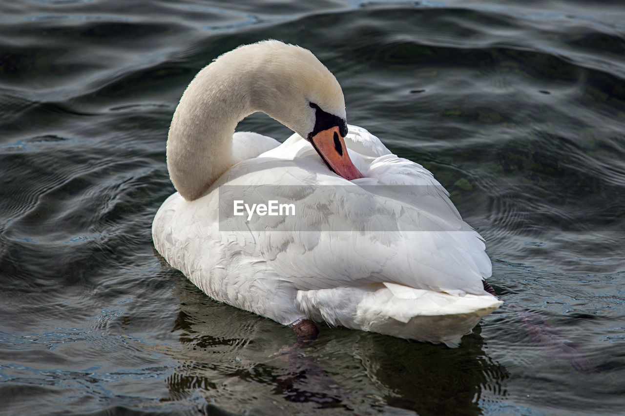 VIEW OF SWAN IN LAKE