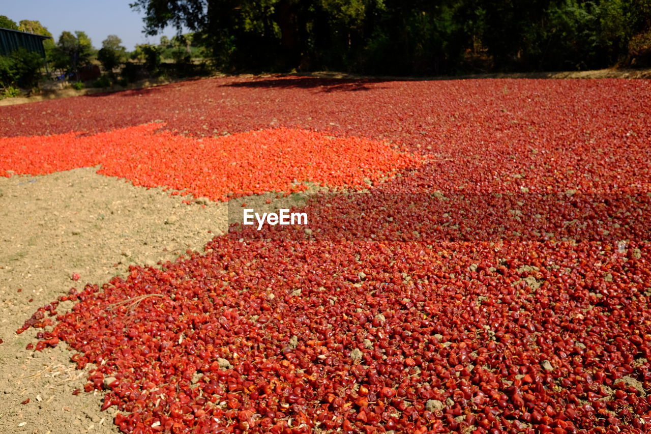 VIEW OF RED FLOWER TREES