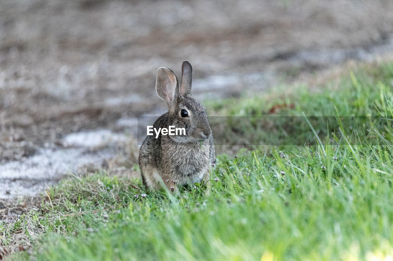 Marsh rabbit sylvilagus palustris with its short ears and large eyes 