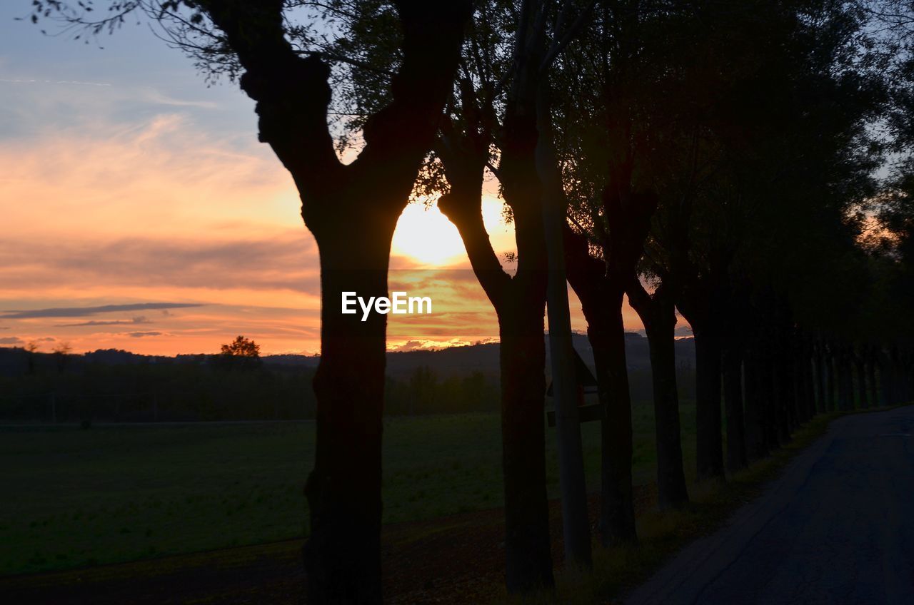 SILHOUETTE TREES ON FIELD DURING SUNSET