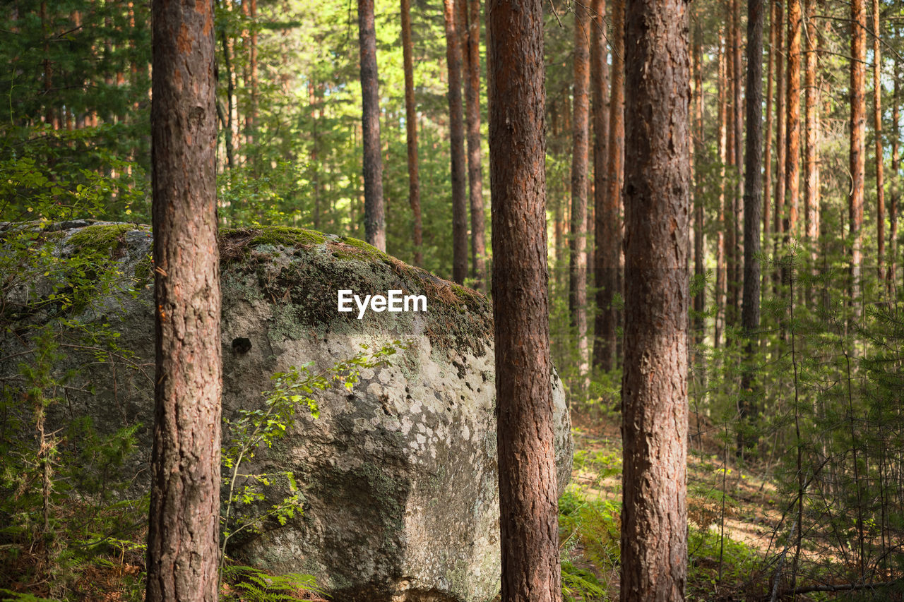 Granite rock in pine forest, idea for background or screensaver, forest bathing outdoor recreation