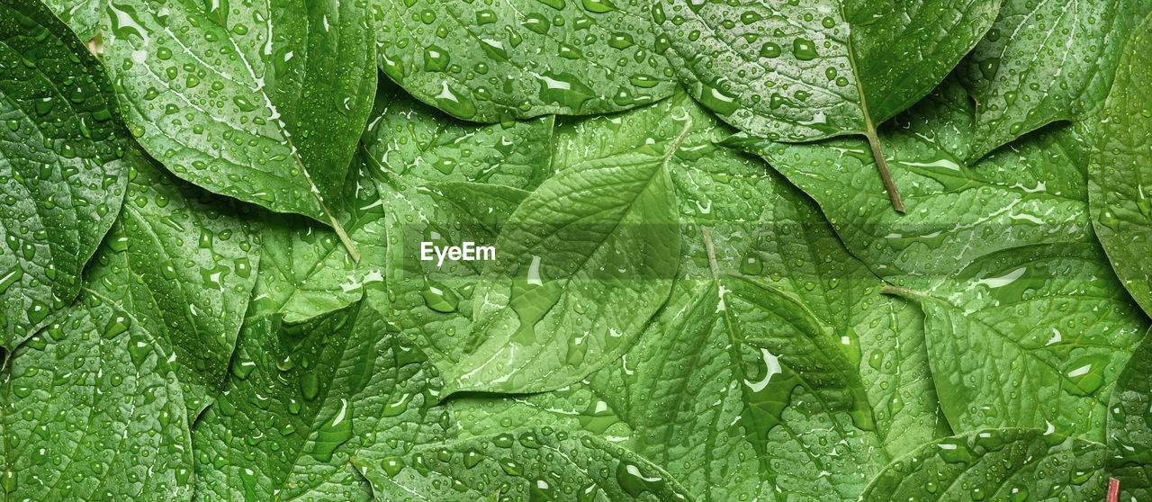 FULL FRAME SHOT OF RAINDROPS ON LEAVES