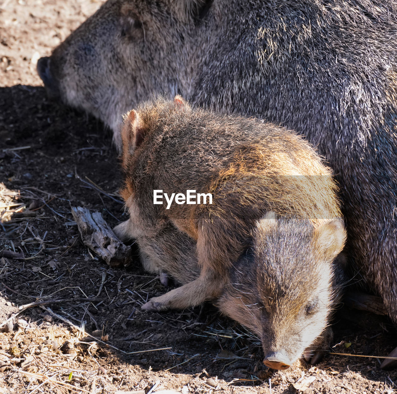 HIGH ANGLE VIEW OF PIG SLEEPING ON FIELD