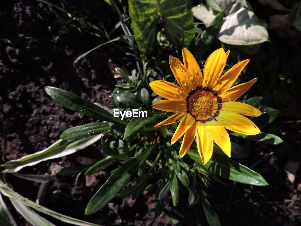 CLOSE-UP OF YELLOW FLOWER