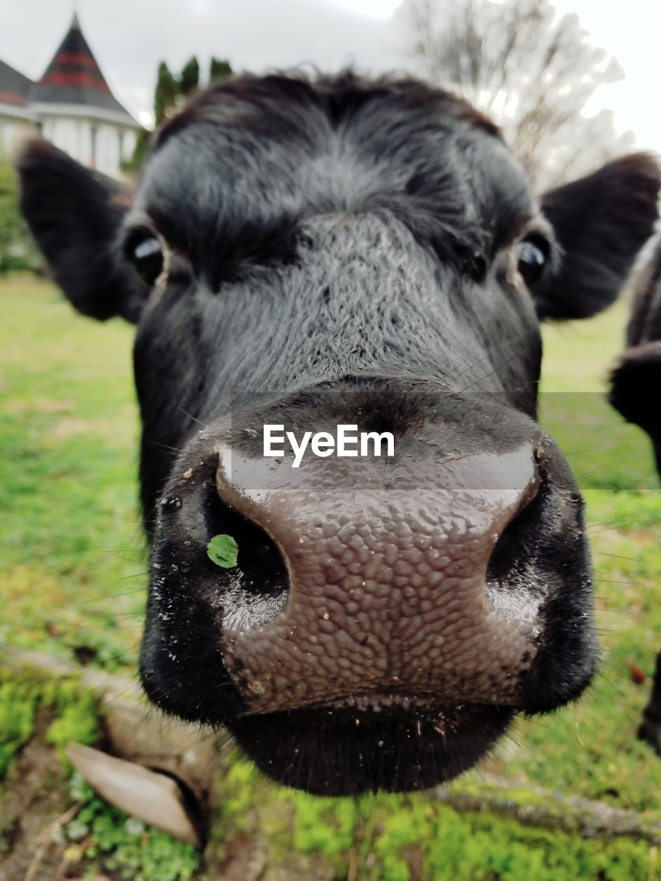 CLOSE-UP PORTRAIT OF COWS ON FIELD