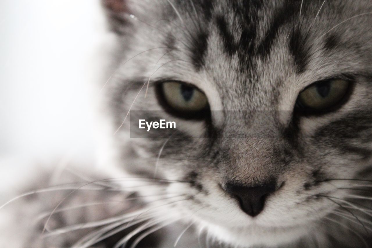 Close-up portrait of cat