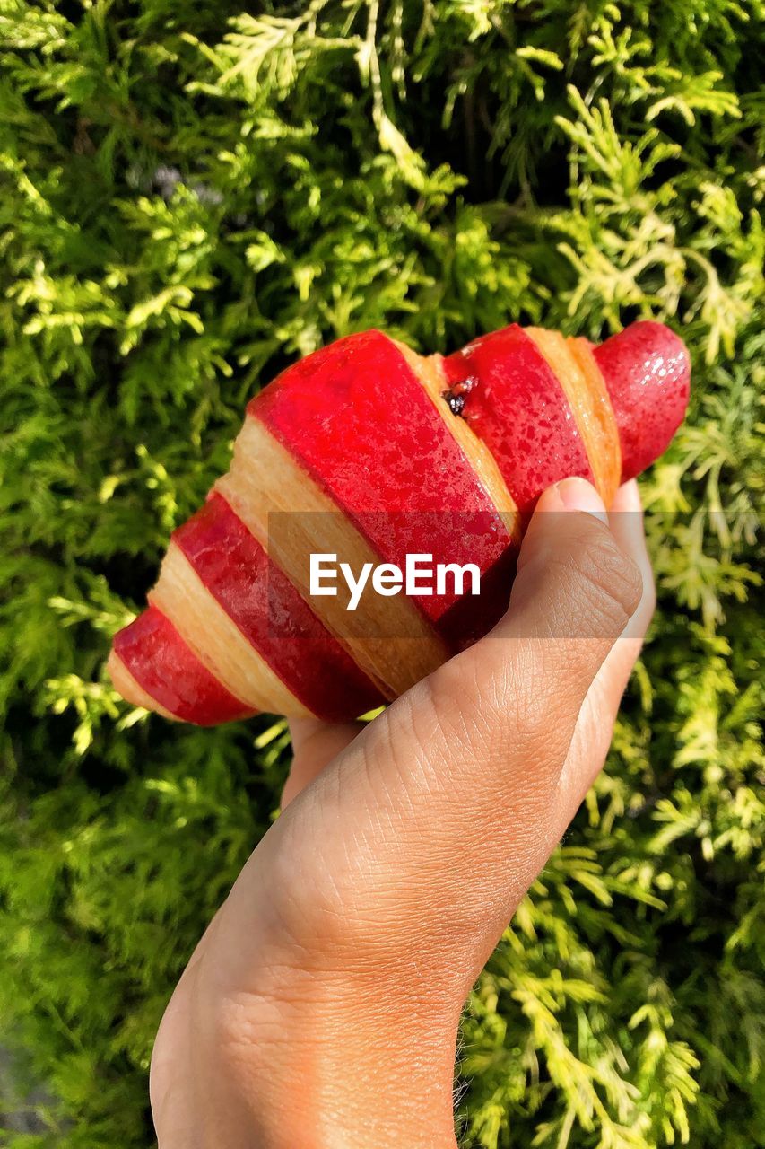 CLOSE-UP OF HAND HOLDING STRAWBERRY WITH STRAWBERRIES