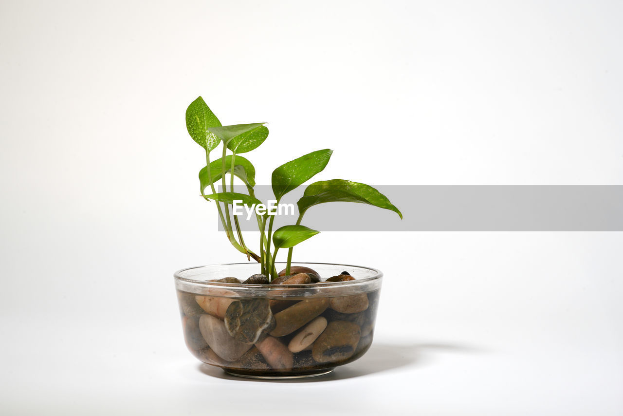 CLOSE-UP OF POTTED PLANT