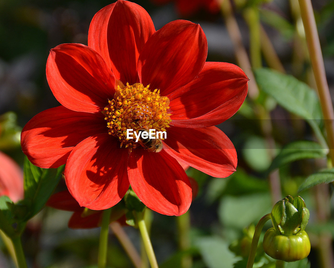 Close-up of red flower