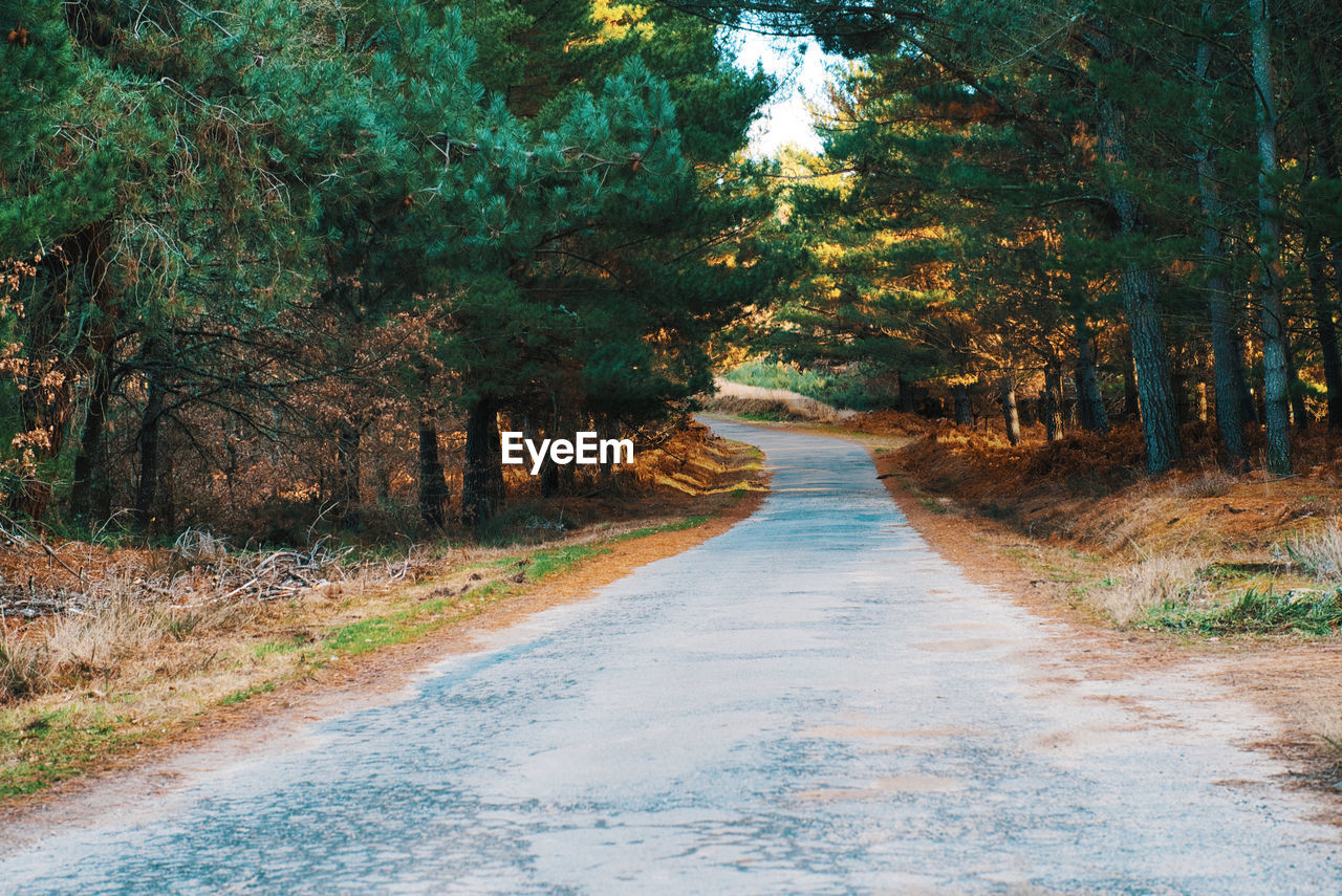 ROAD AMIDST TREES AND PLANTS IN FOREST