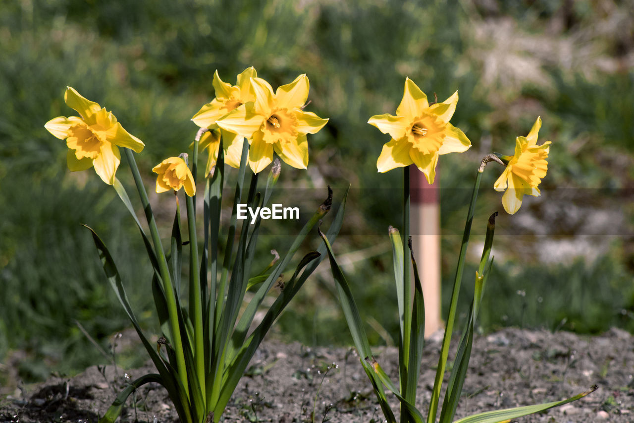 Close-up of yellow daffodil flowers on field