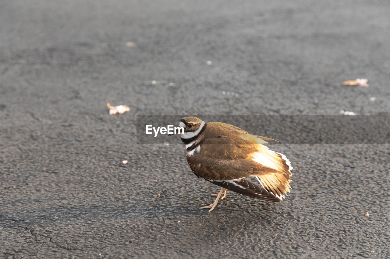 animal themes, animal, bird, animal wildlife, wildlife, one animal, sparrow, road, no people, nature, close-up, beak, day, land, full length, outdoors, city, sand, side view