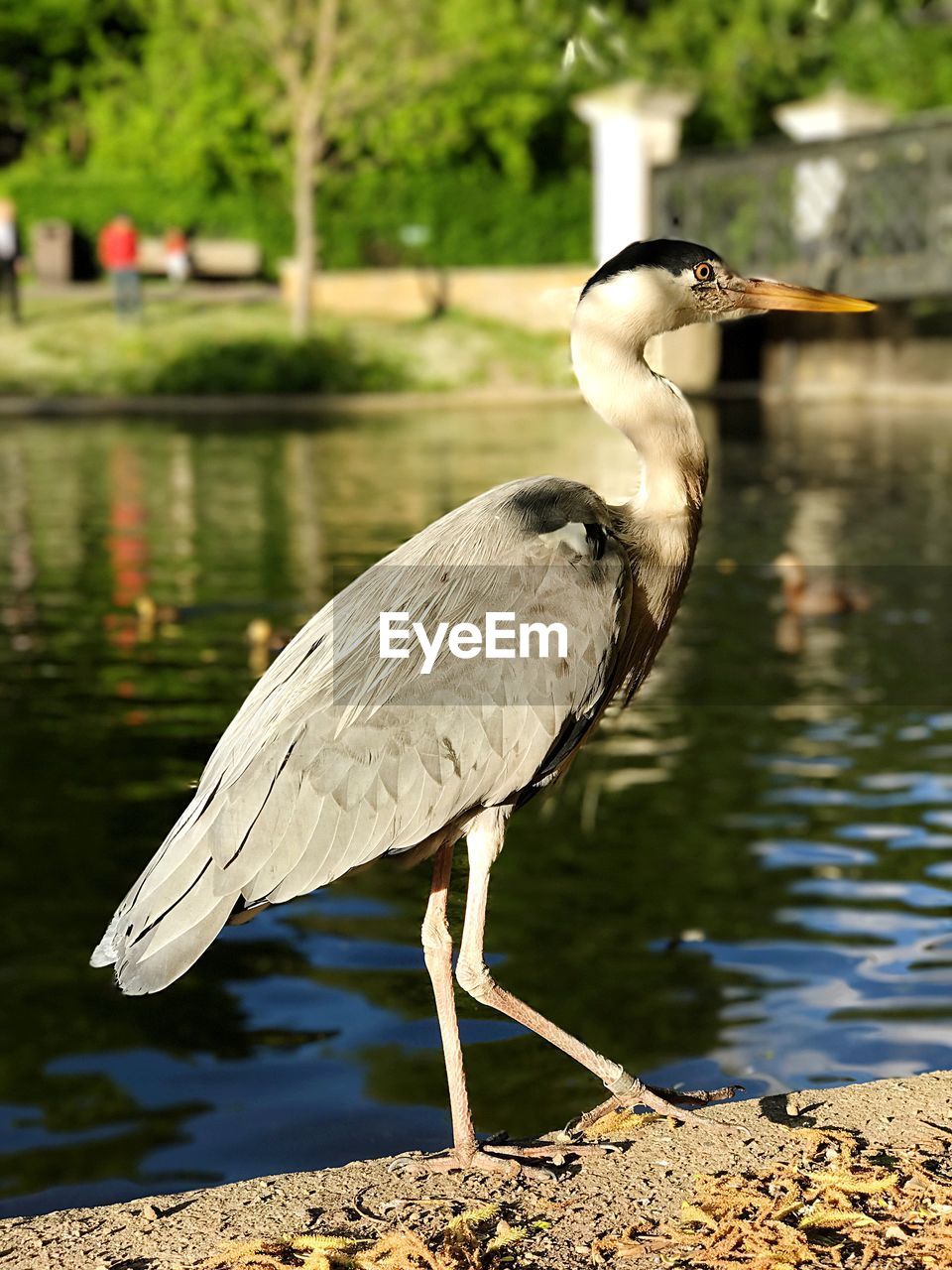 HIGH ANGLE VIEW OF GRAY HERON PERCHING ON LAKE AGAINST BLURRED BACKGROUND