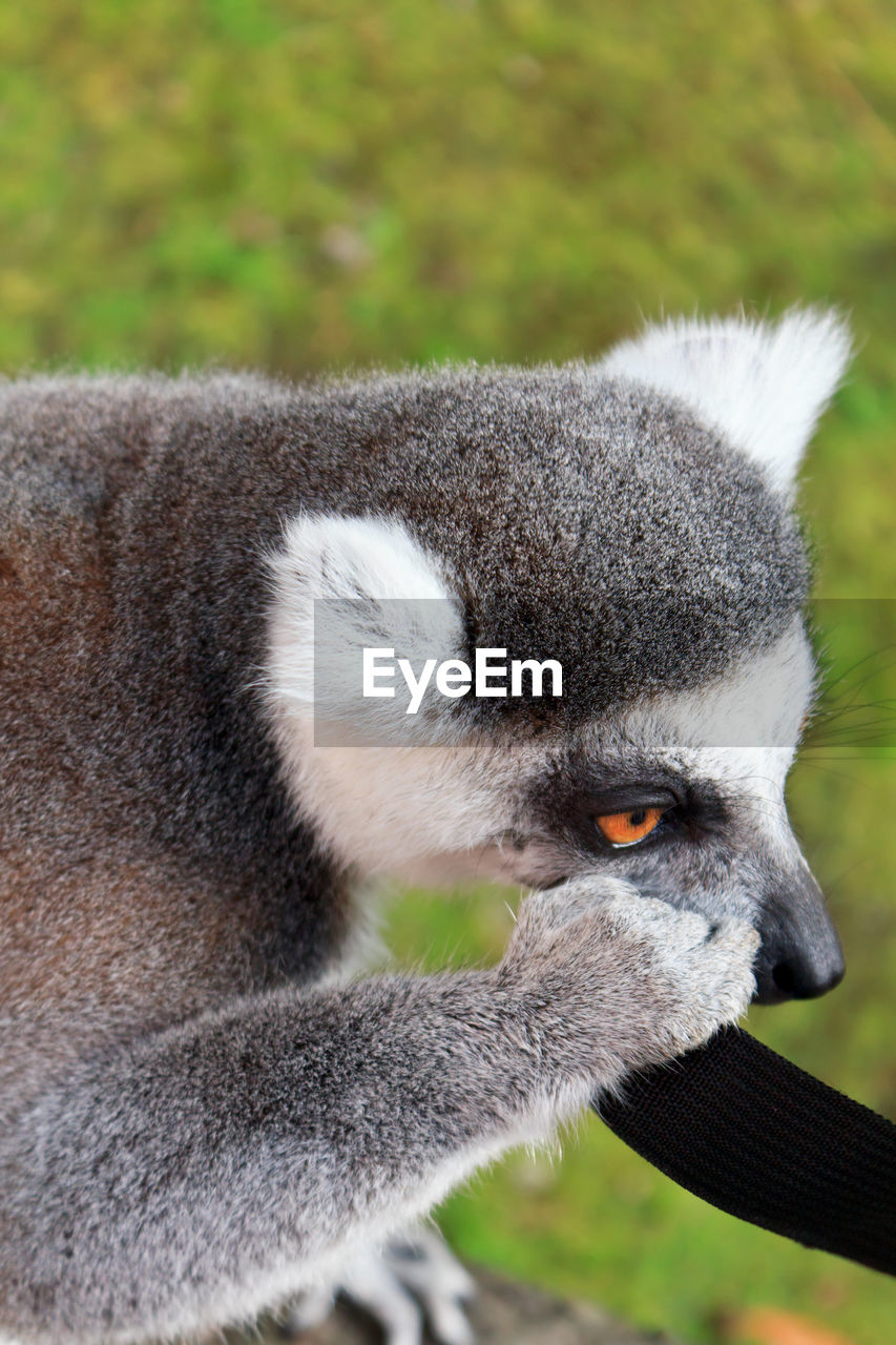 Close-up of lemur eating a strap 