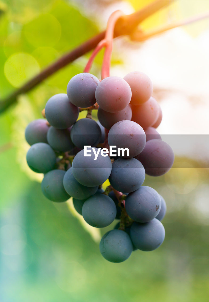 Close-up of grapes growing in stockholm