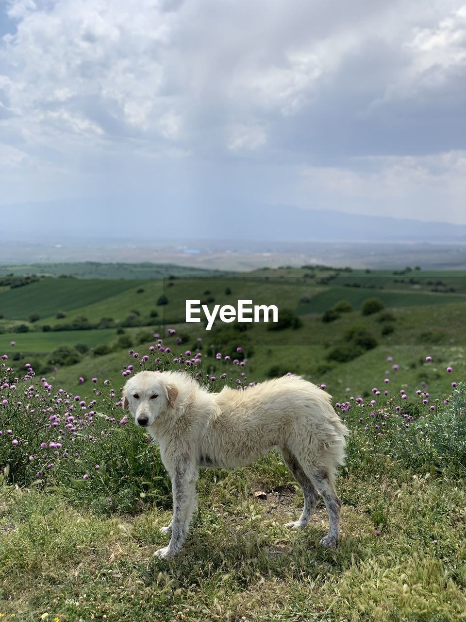 Dog in mountain