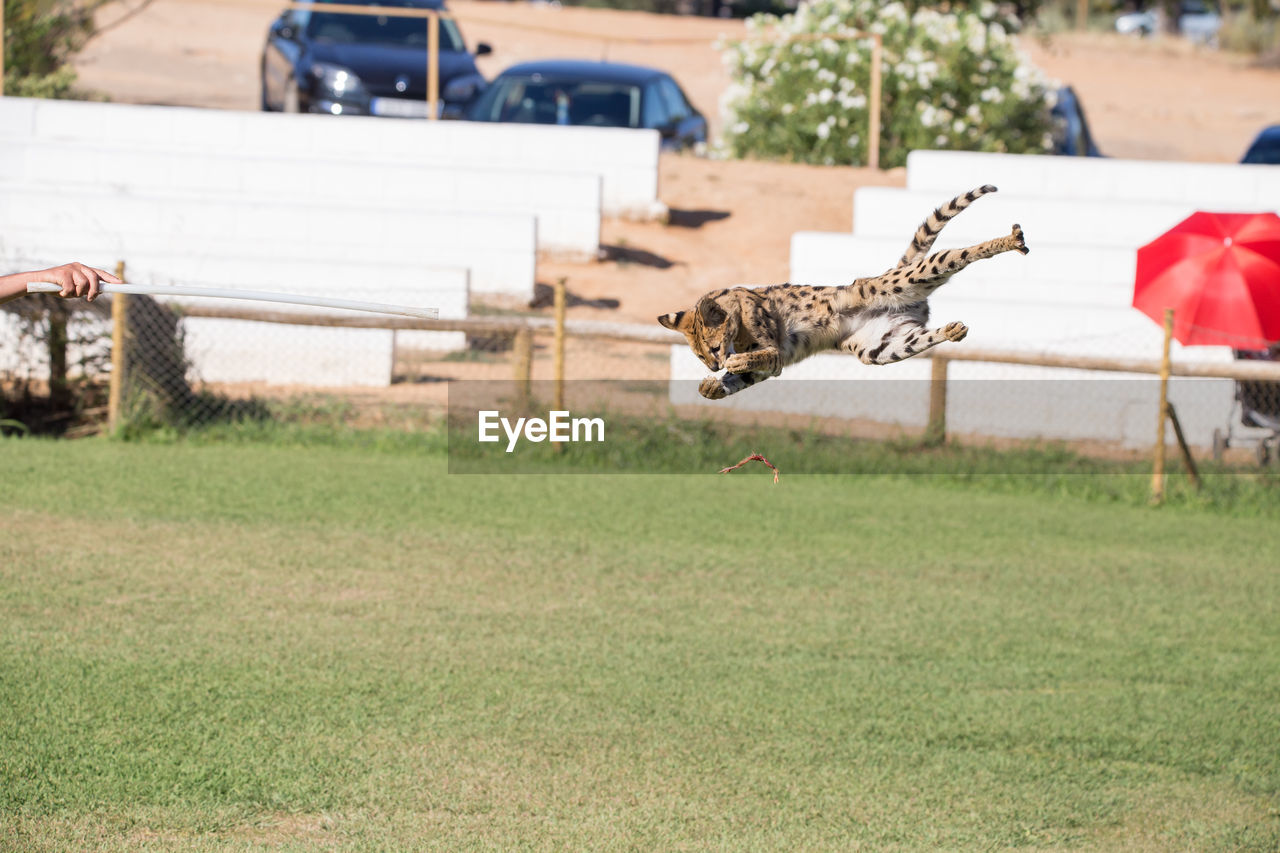 Serval jumping above field