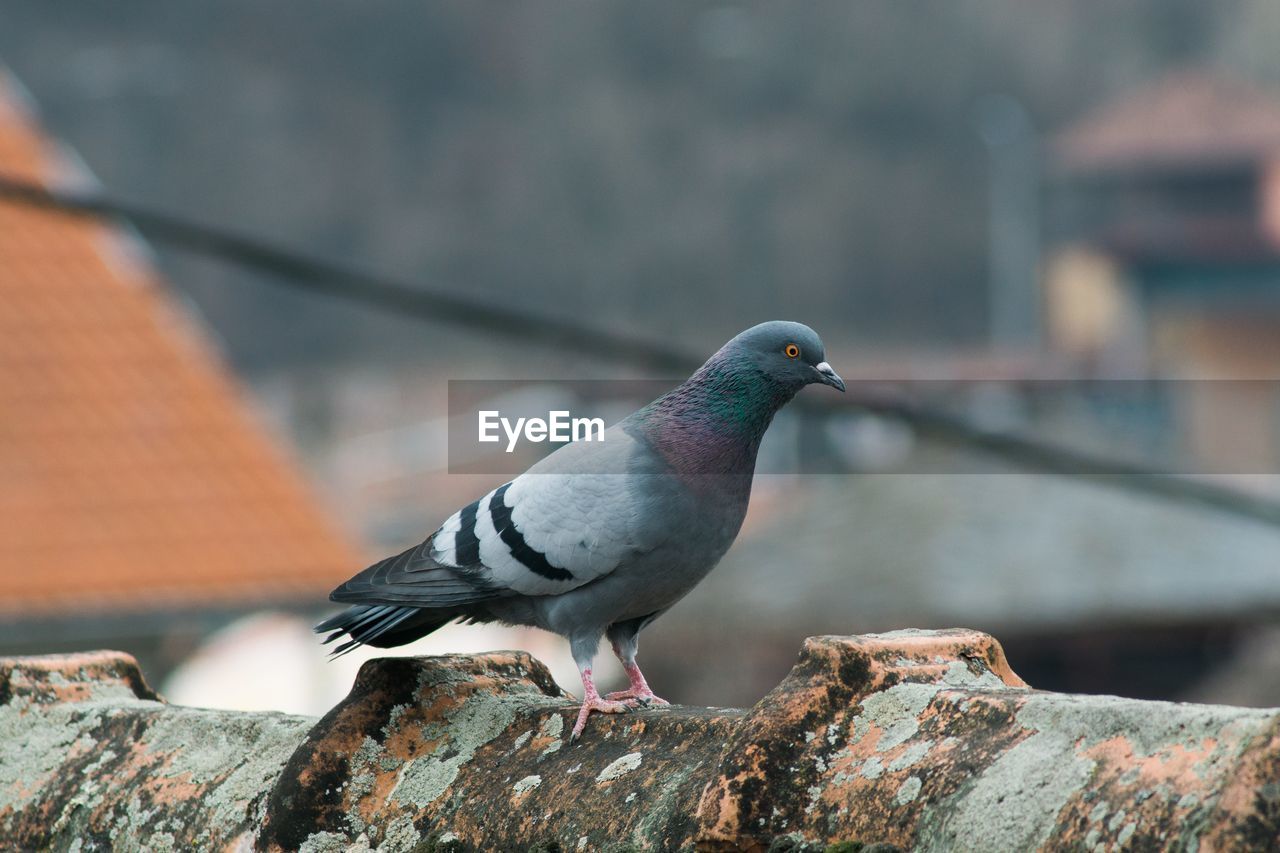 Close-up of bird perching on retaining wall