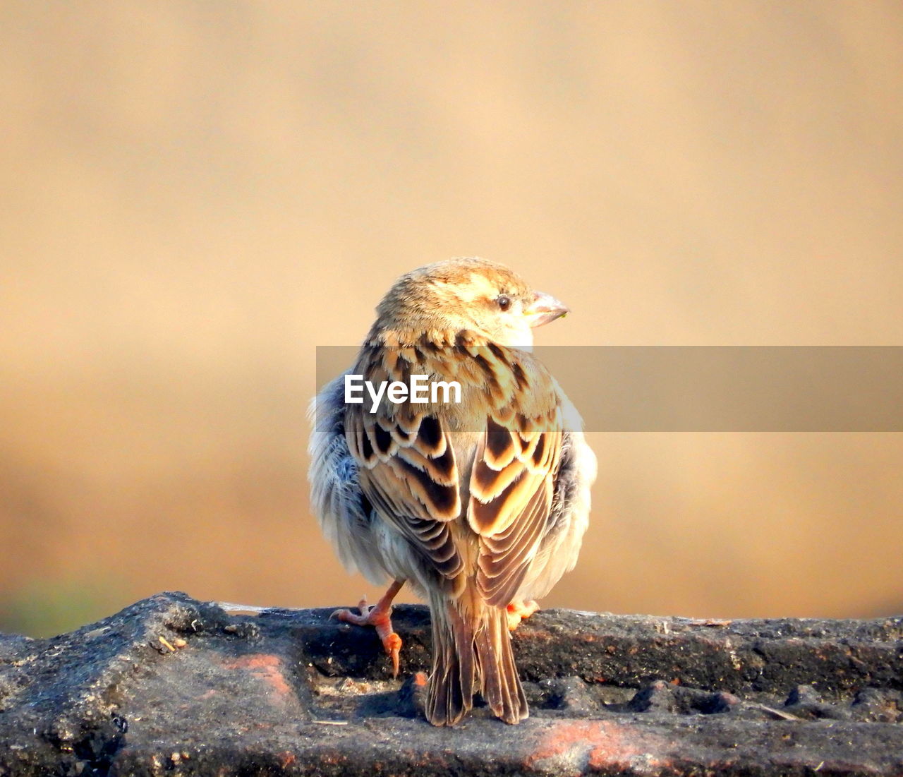 CLOSE-UP OF BIRD PERCHING ON ROCK