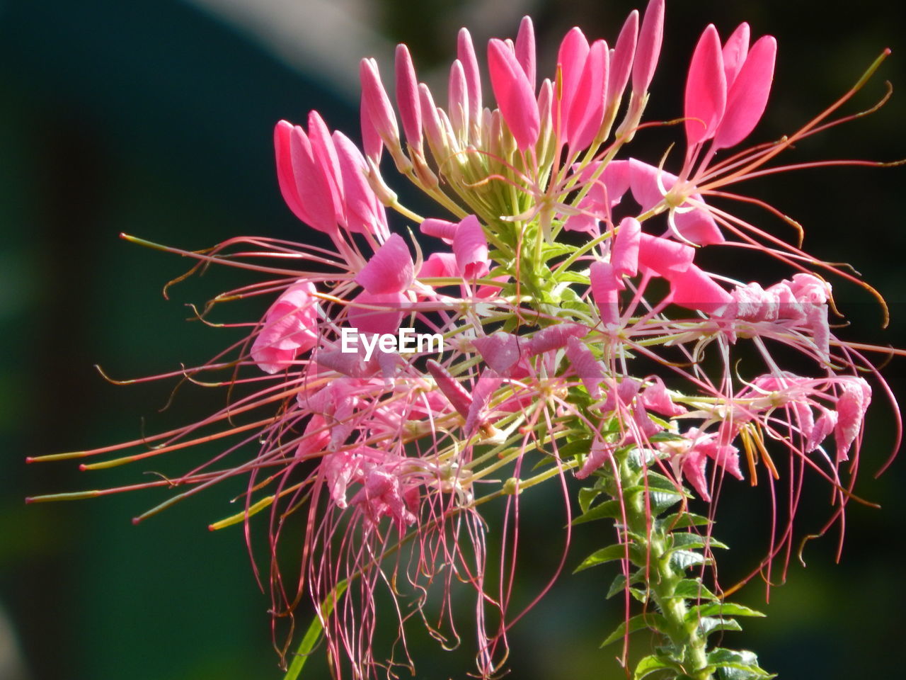 CLOSE-UP OF PINK FLOWERS