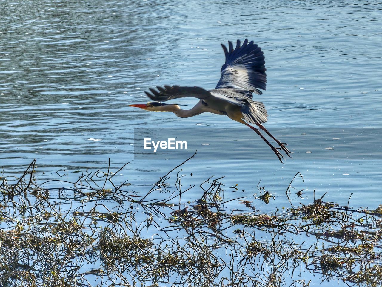 BIRD FLYING ABOVE LAKE