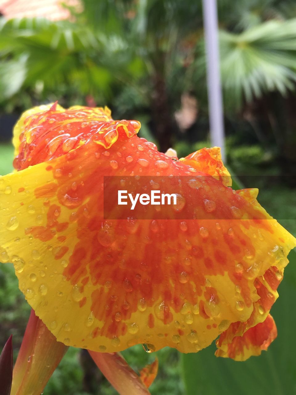 Close-up of wet red flower blooming outdoors