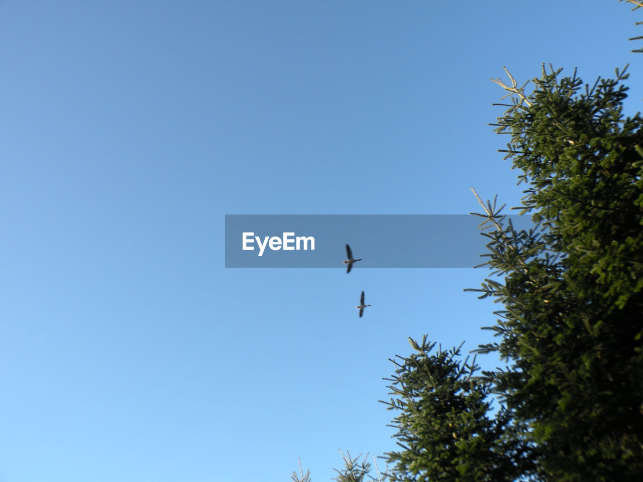 LOW ANGLE VIEW OF BIRDS FLYING AGAINST CLEAR SKY