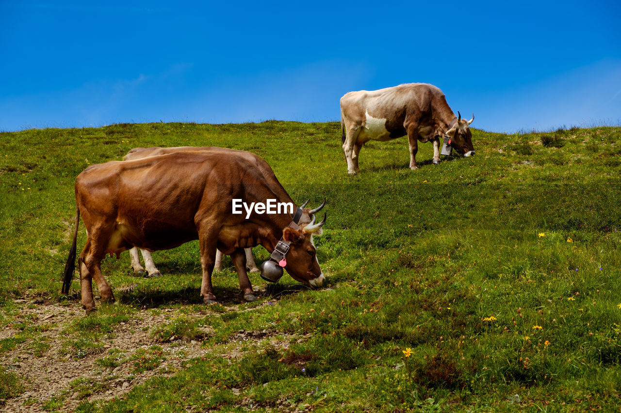 COWS GRAZING IN FIELD