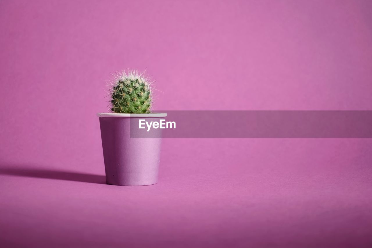 Closeup shot of lovely little green cactus in purple pot on purple background