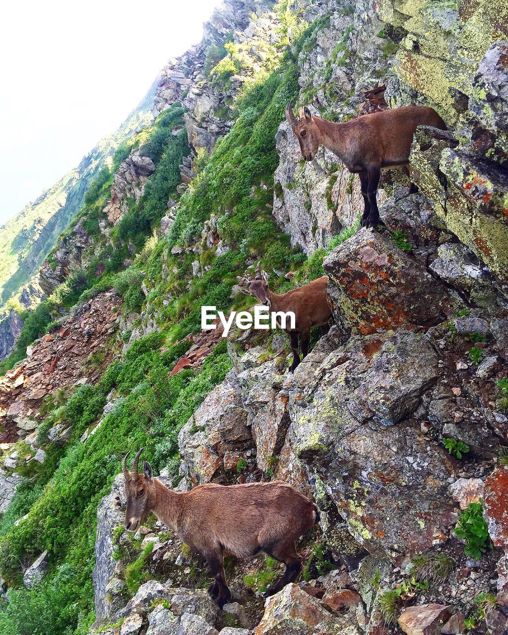 DEER STANDING AMIDST PLANTS AGAINST MOUNTAINS