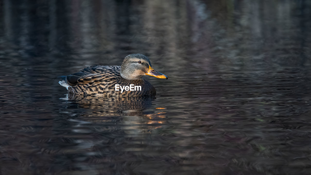 Duck swimming in lake