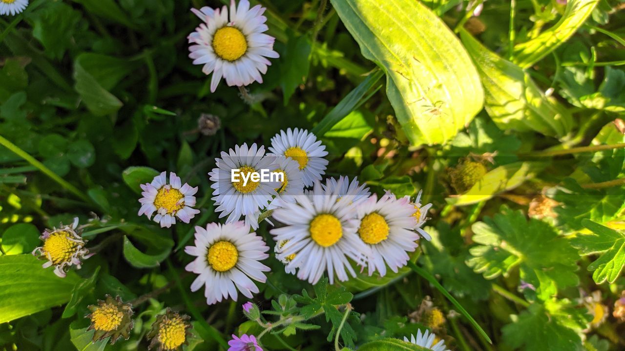 HIGH ANGLE VIEW OF FLOWERING PLANTS