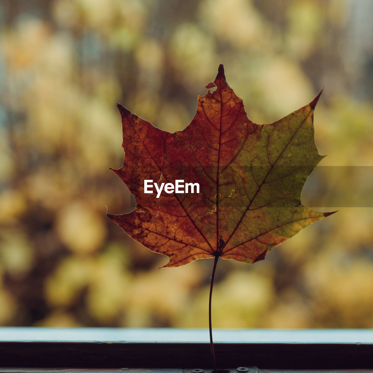 CLOSE-UP OF DRY MAPLE LEAF ON TREE