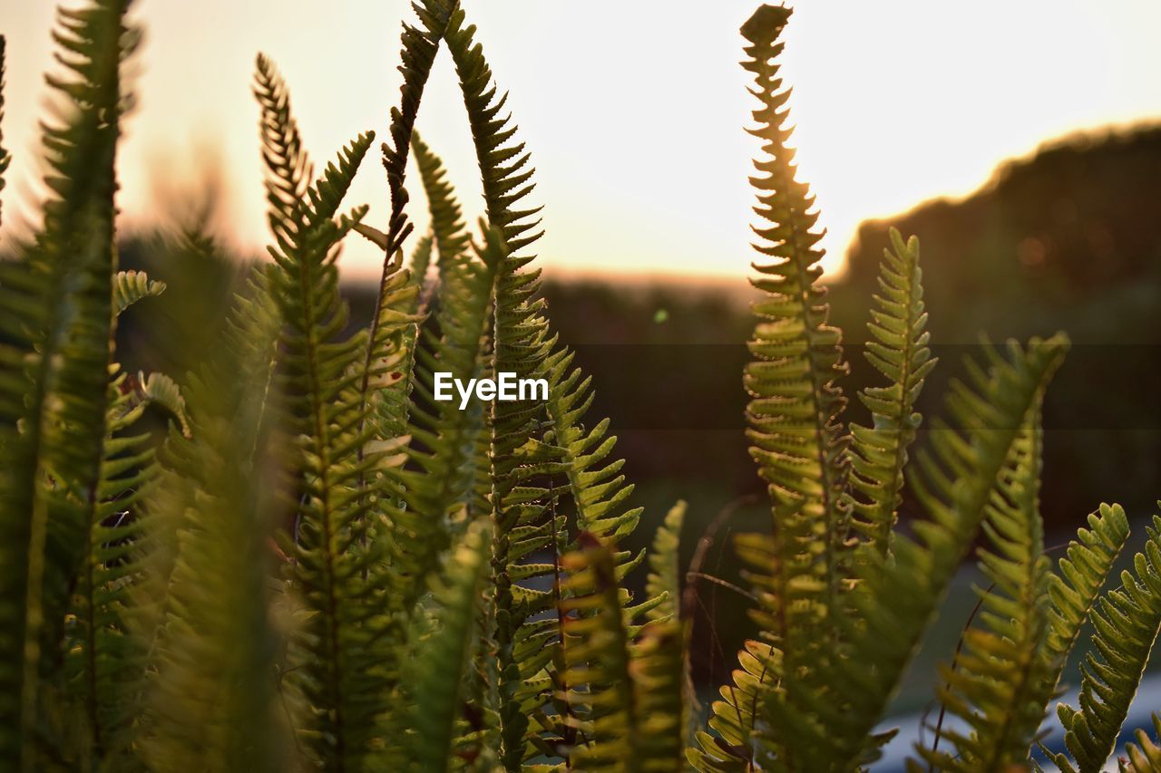 Close-up of fern leaves