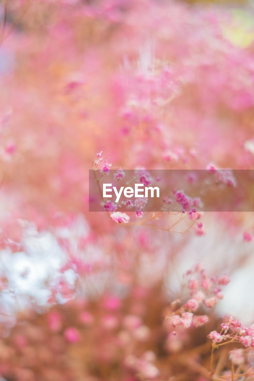 Close-up of pink flowers