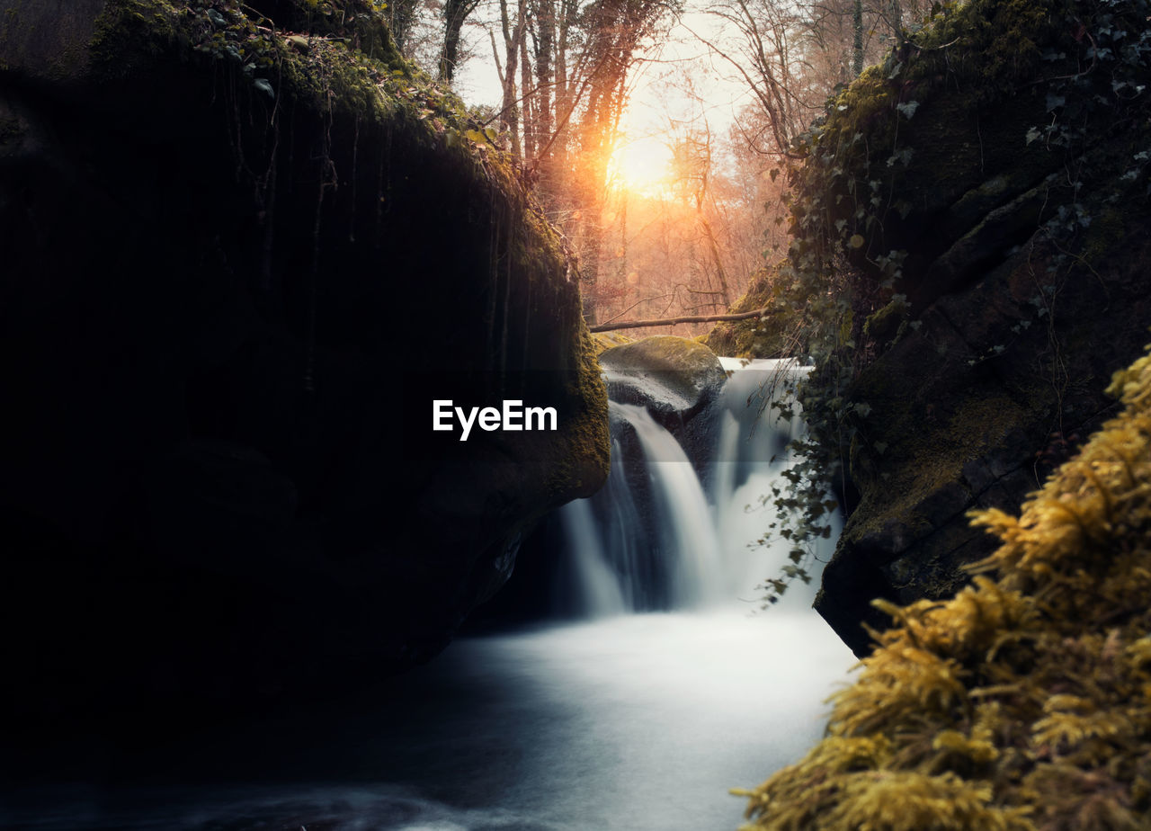 Scenic view of waterfall in forest