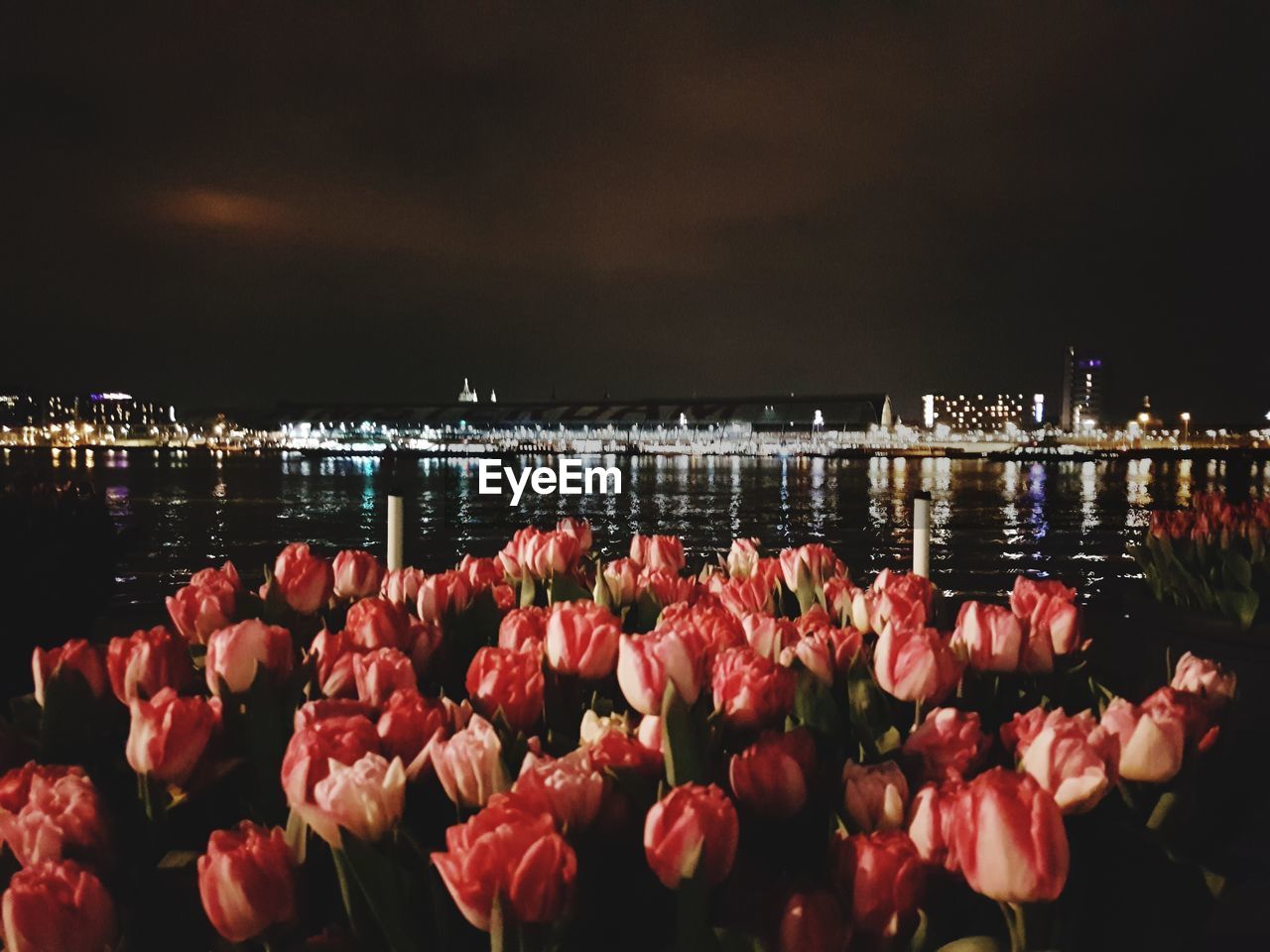 PINK FLOWERING PLANTS BY LAKE AGAINST SKY