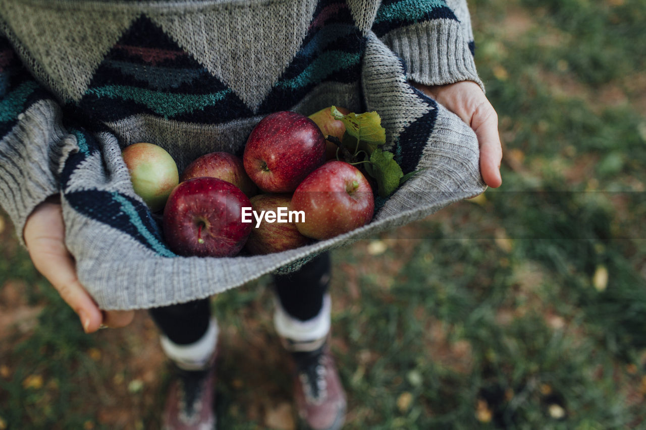 Cropped image of woman carrying apples in sweater while standing on field