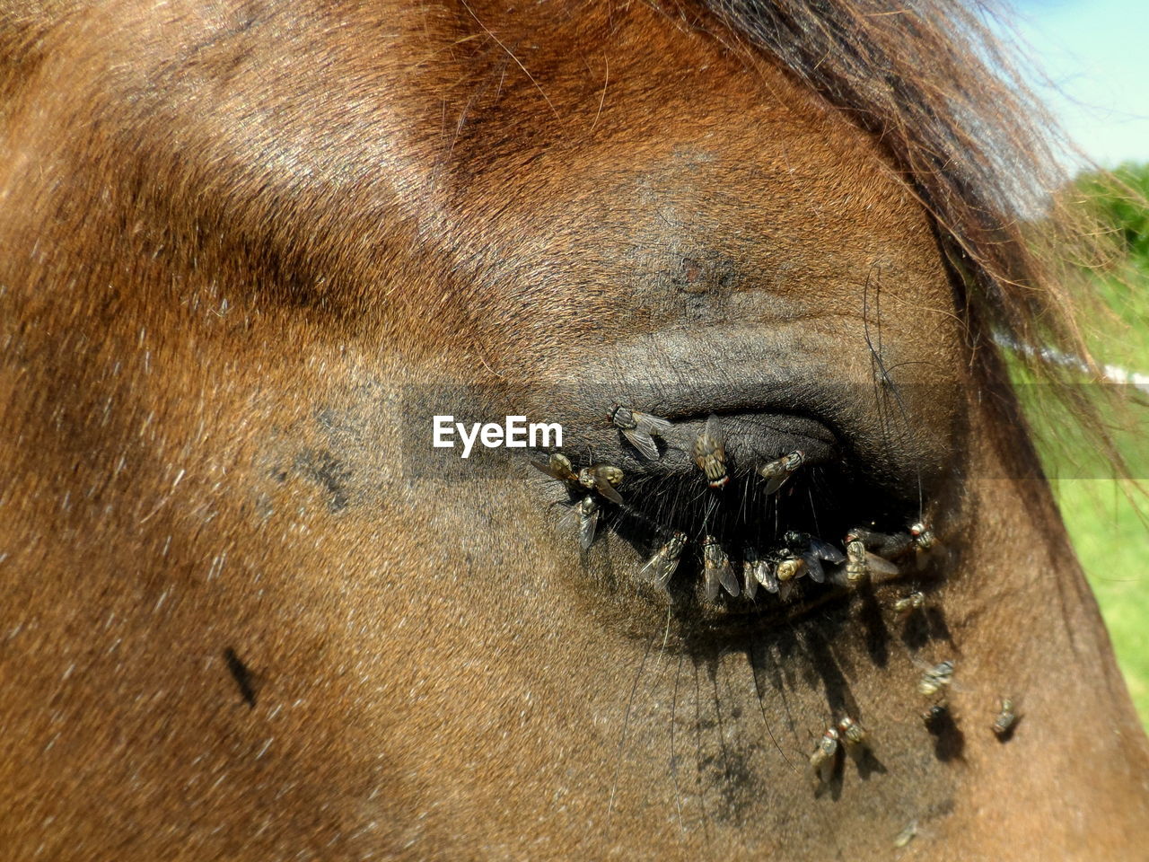 Close-up of houseflies on horse eye