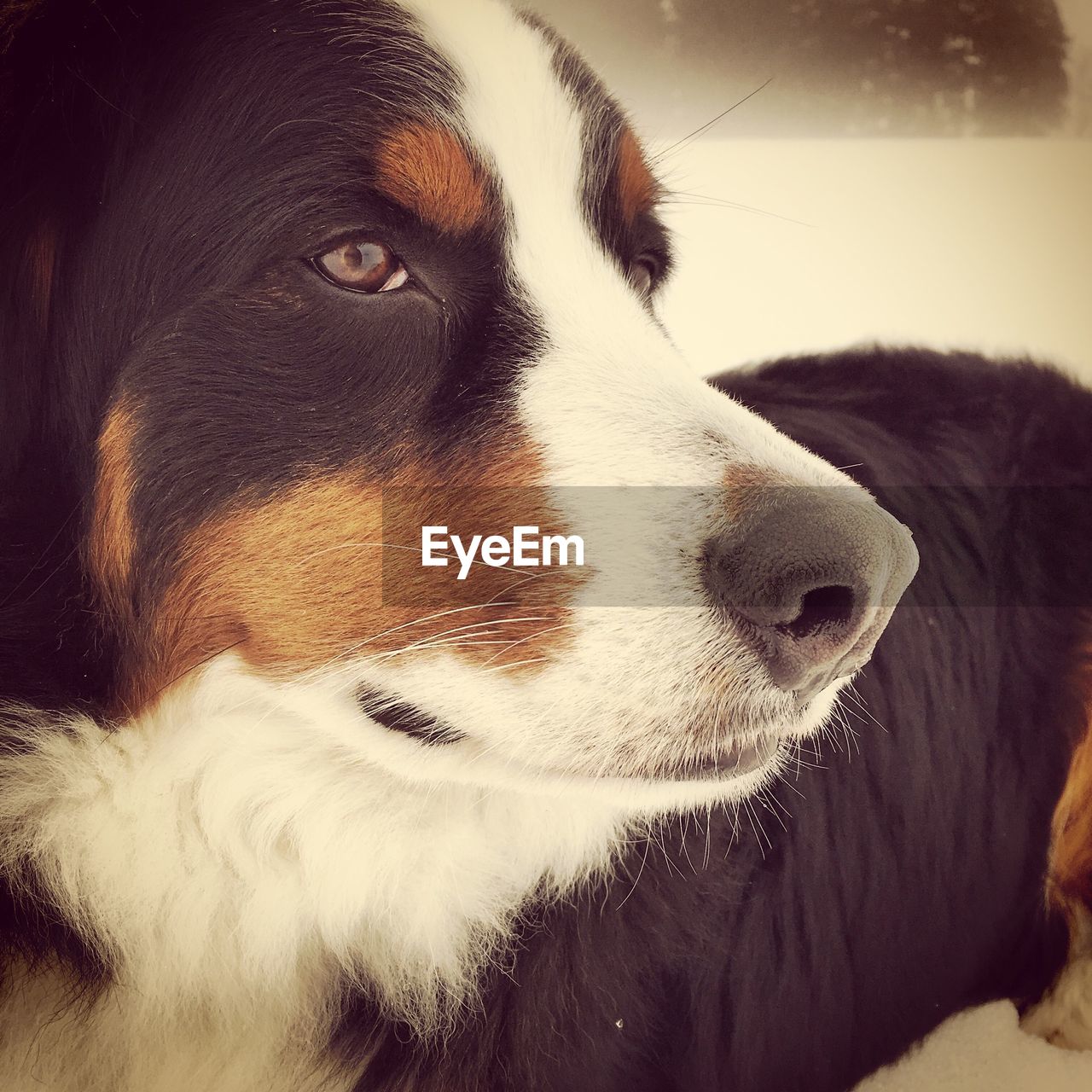 Close-up of bernese mountain dog on snow covered field