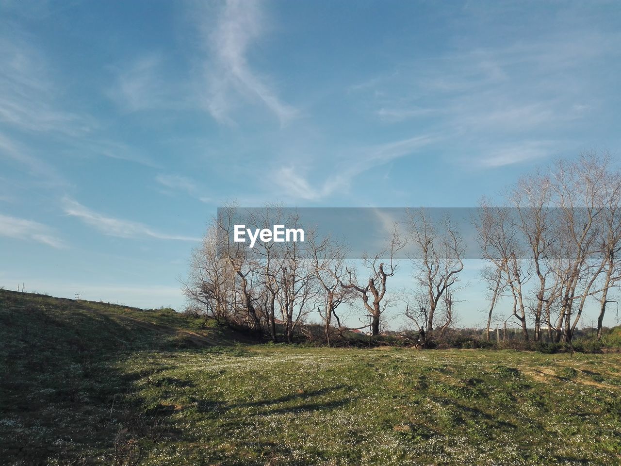 BARE TREES ON FIELD AGAINST BLUE SKY